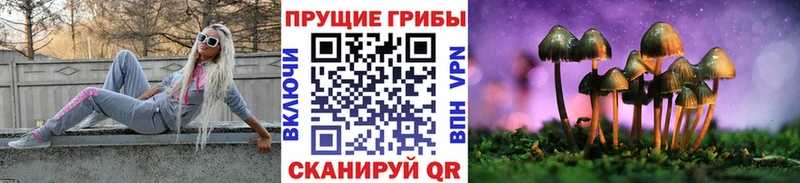 купить наркотик  Судогда  Галлюциногенные грибы Magic Shrooms 